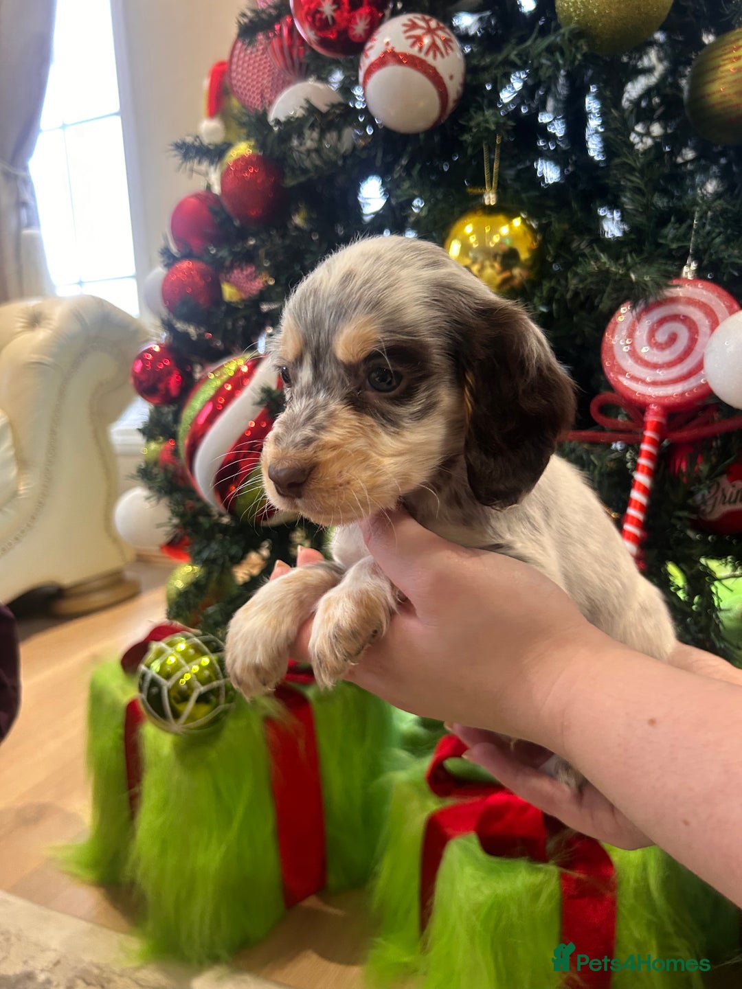 Cocker Spaniel dogs for sale: Cocker spaniel puppies  - Advert 11