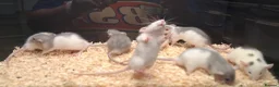 Rat rodents for sale: Baby Dumbo Rats , Males and Females  - Advert 21