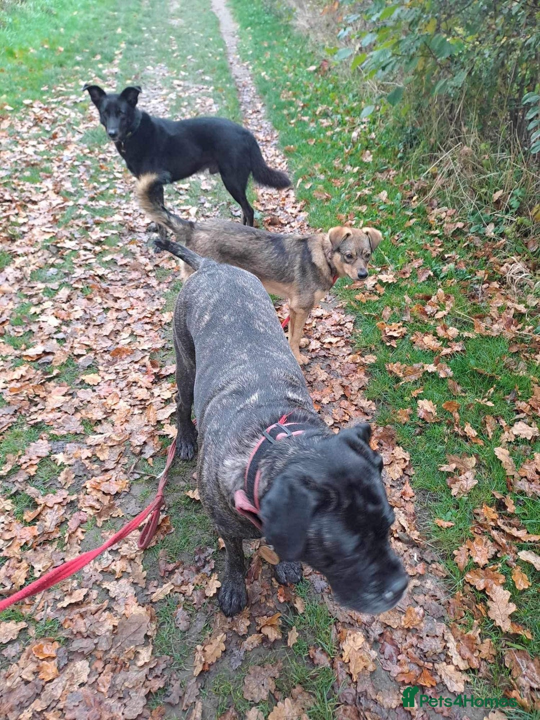 Mixed Breed dogs for adoption: Justice - Norwich Norfolk  in Norwich - Image 12