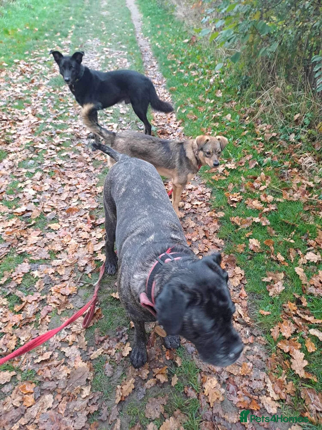 Mixed Breed dogs for adoption: Justice - Norwich Norfolk  in Norwich - Advert 12