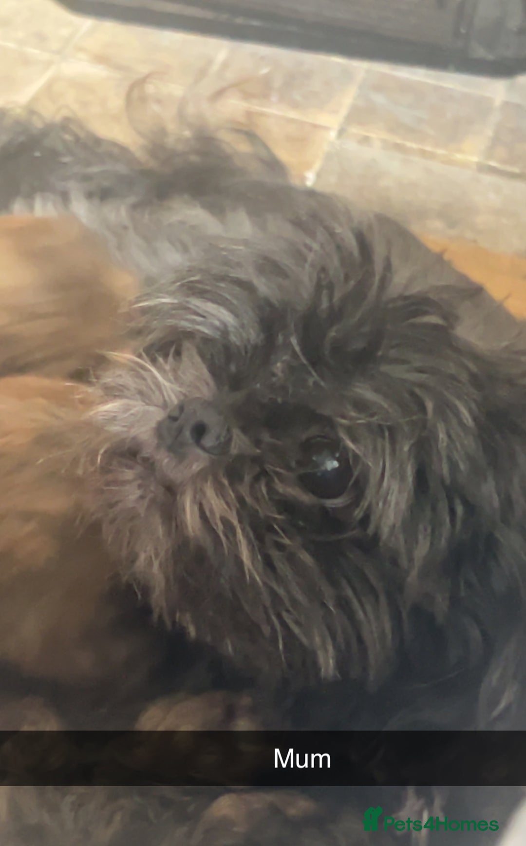 Shihpoo dogs for sale: For sale 5 stunning shihpoo puppies - Image 7