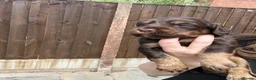 Cocker Spaniel dogs for sale: Working cocker spaniel puppies - all boys - Advert 5