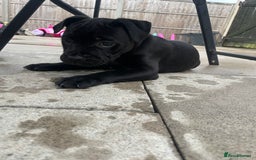 Staffordshire Bull Terrier dogs for sale: 1 boy Champion black Staffordshire puppy  - Image 6