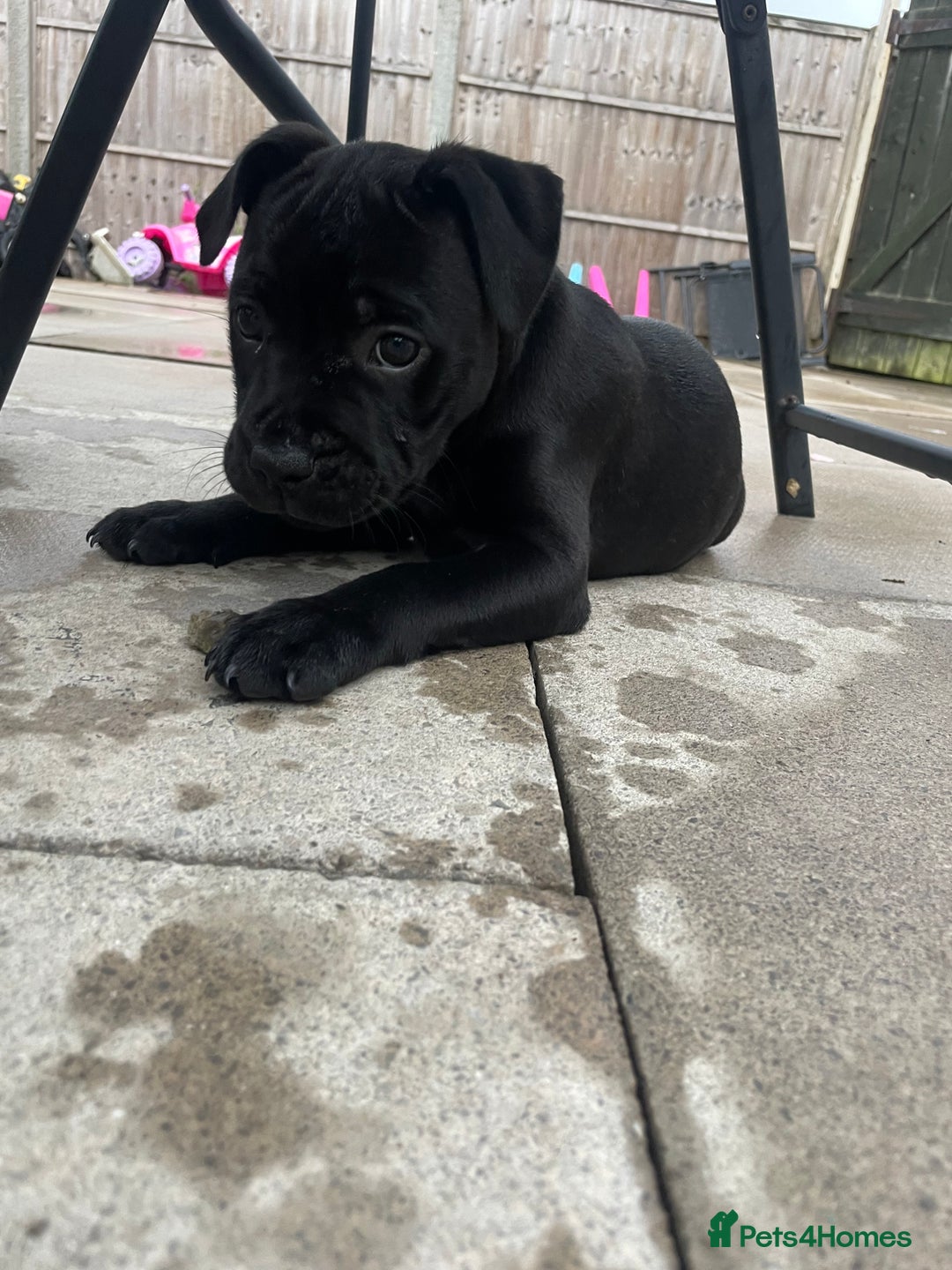 Staffordshire Bull Terrier dogs for sale: 1 boy Champion black Staffordshire puppy  - Image 6