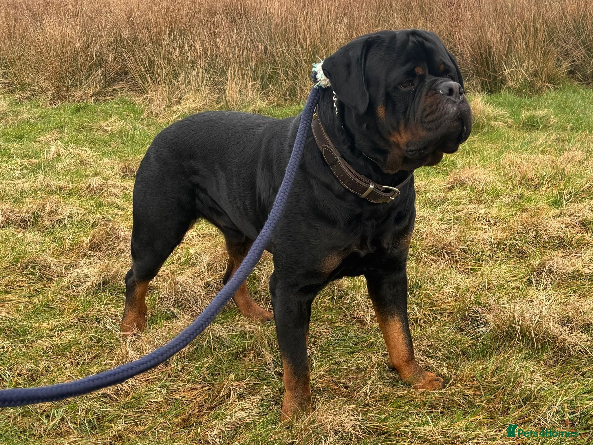 Rottweiler dogs Stunning KC Boy Now At STUD - Advert 23
