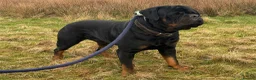 Rottweiler dogs for stud: Stunning KC reg boy now at public stud - Advert 2