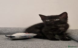 Mixed Breed cats for sale: Last kitty for sale!  - Advert 28