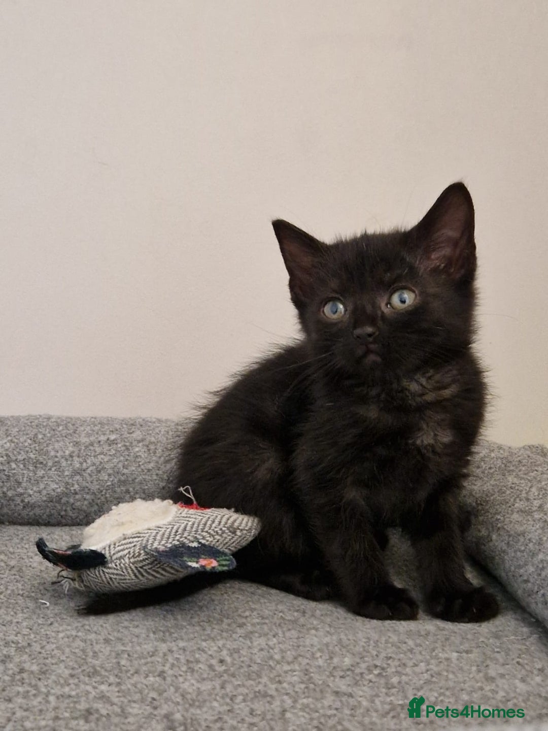 Mixed Breed cats for sale: Last kitty for sale!  - Advert 28