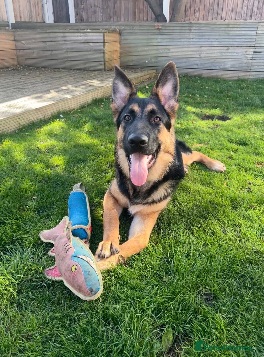 German Shepherd dogs for sale: 7 month old German shepherd. - Image 2