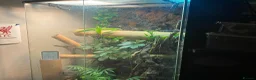 Gecko reptiles for sale: Day gecko - tank/ accessories included  in Liverpool - Advert 2