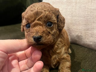 Toy Poodle dogs - Advert 28