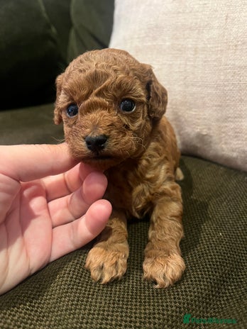 Toy Poodle dogs - Advert 10