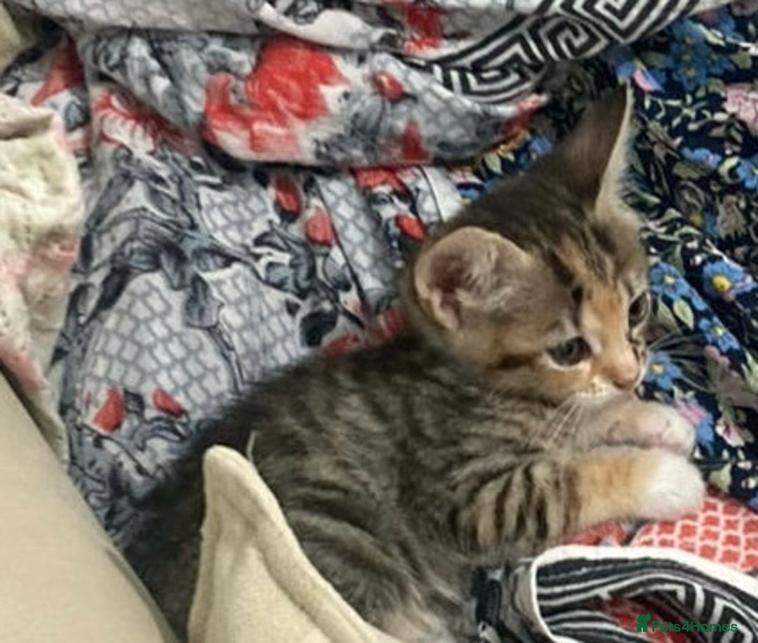 American Shorthair cats for sale: Adorable kittens for adoption - Image 5