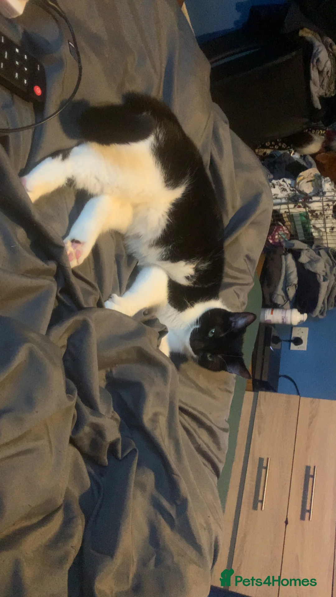 Mixed Breed cats for sale: Otis and Luna  in Flint - Advert 2