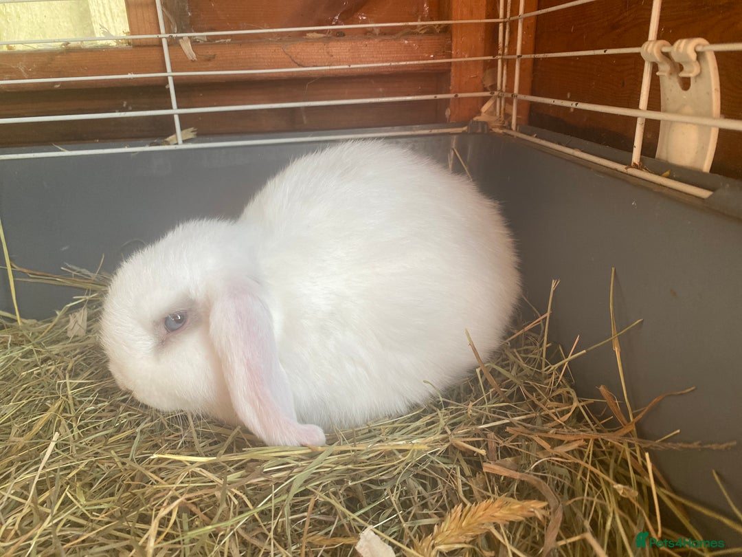 Mini Lop rabbits for sale: Baby boy  - Advert 2