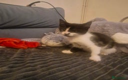 Mixed Breed cats for sale: Female Kitten needing a home as soon as possible - Image 2