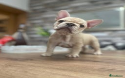 French Bulldog dogs for sale: French Bulldog puppies 3 girls and 3 boys - Image 19
