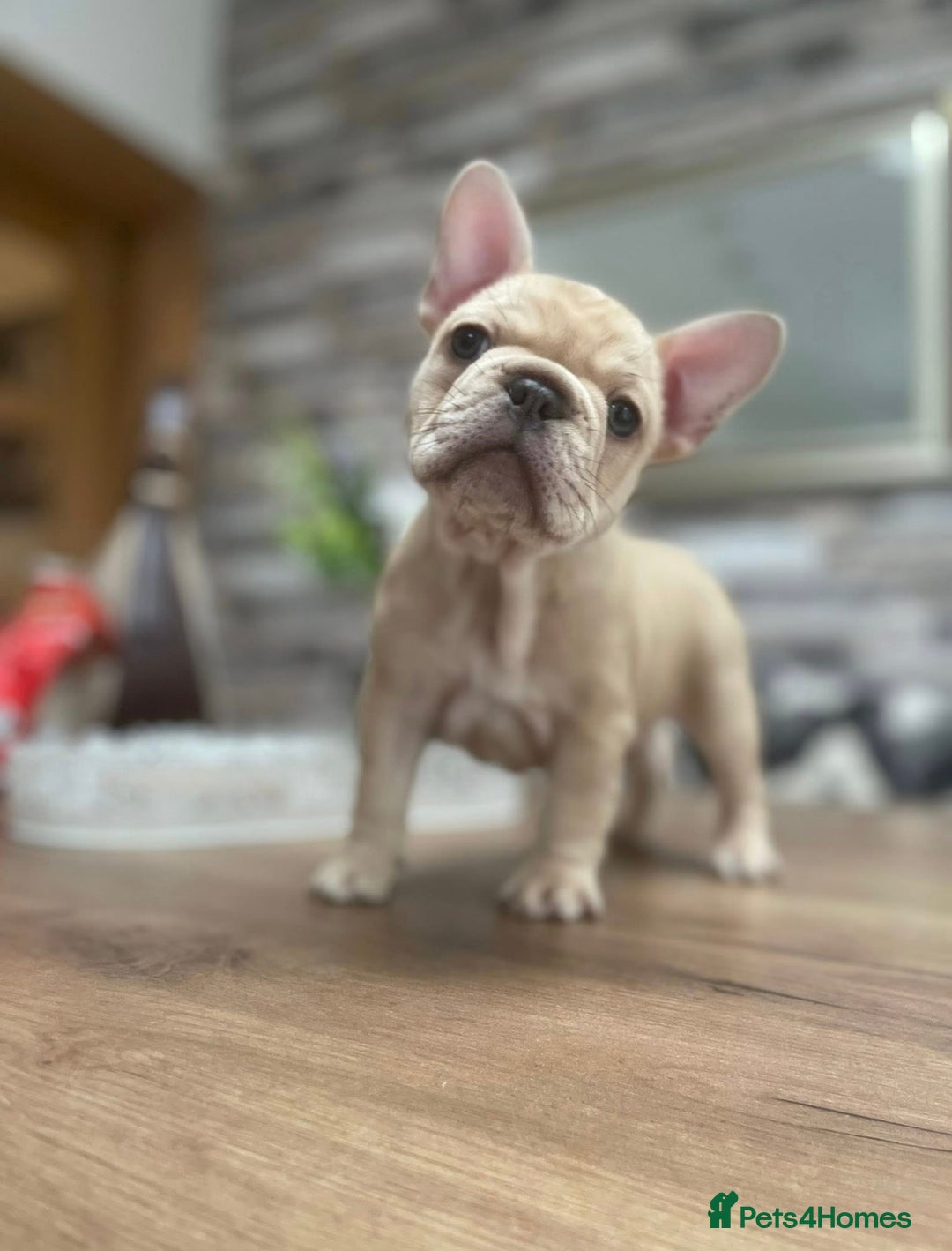 French Bulldog dogs for sale: French Bulldog puppies 3 girls and 3 boys - Image 19