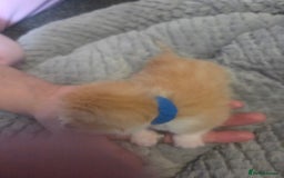 Mixed Breed cats for sale: Nearly 3 weeks old kittens  - Image 2
