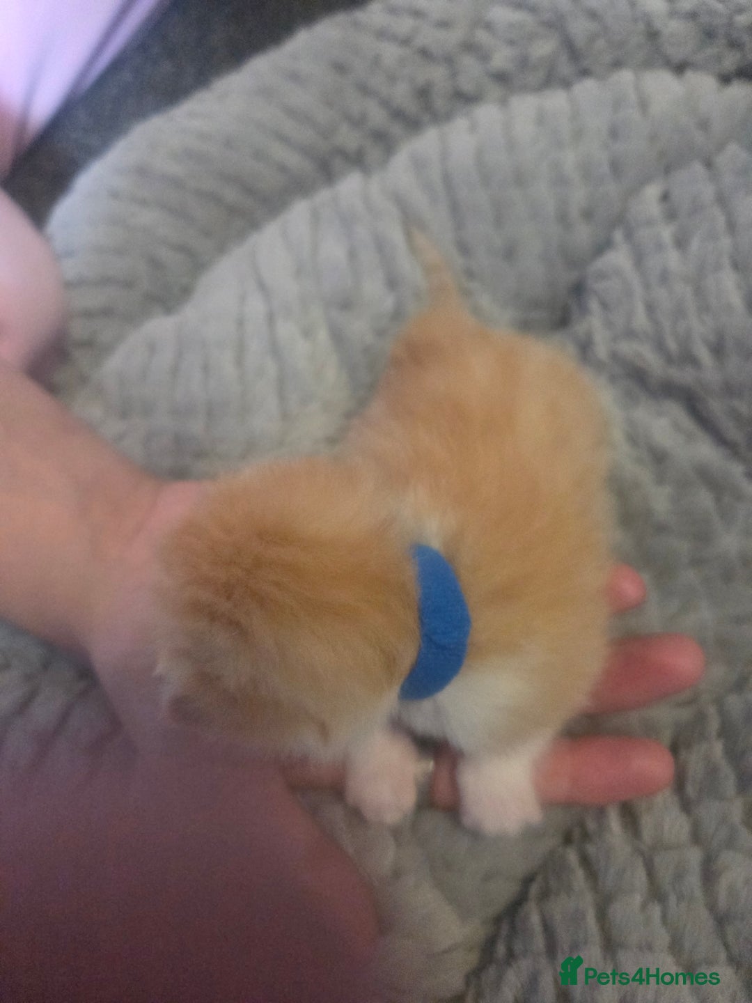 Mixed Breed cats for sale: Nearly 3 weeks old kittens  - Image 2