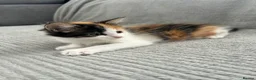 Maine Coon cats for sale: Kittens Looking for Their Forever Homes 🐾 - Advert 13