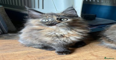 Maine Coon cats - Advert 2