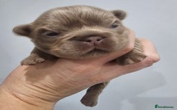 French Bulldog dogs for sale: French Bulldog Visual fluffies - Advert 7