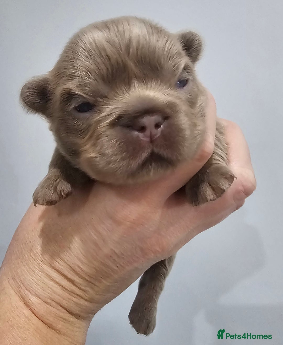 French Bulldog dogs for sale: French Bulldog Visual fluffies - Advert 7