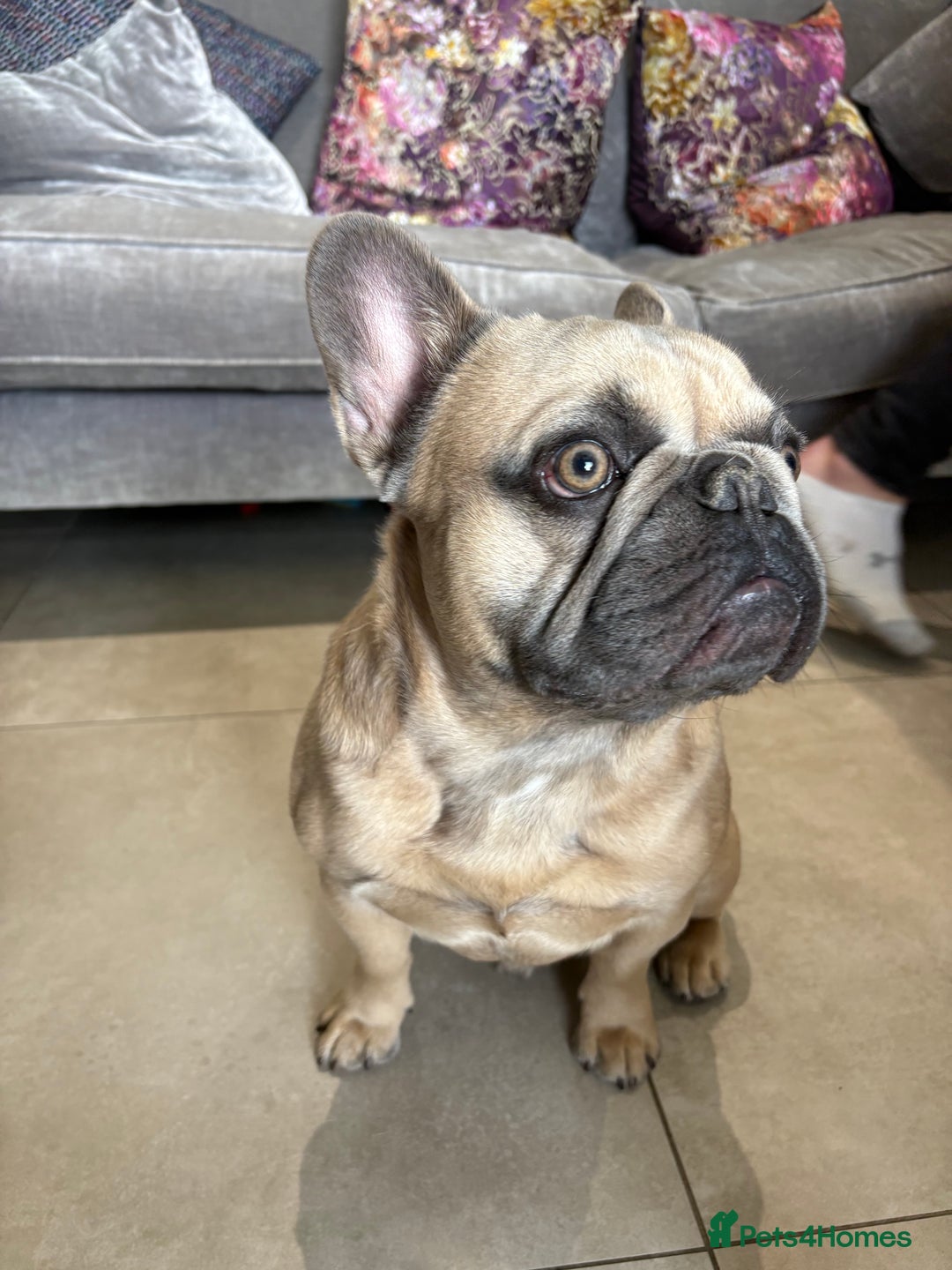 French Bulldog dogs for stud: Beautiful boy “blue” for stud  - Advert 2