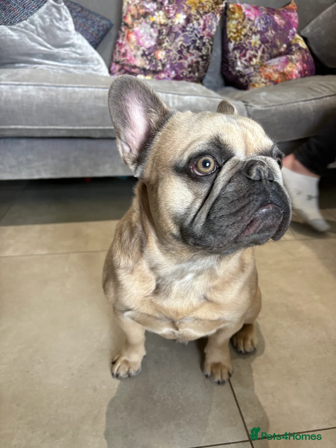 French Bulldog dogs for stud: Beautiful boy “blue” for stud  - Advert 2