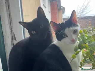 Mixed Breed cats Male kittens need rehoming - Advert 6