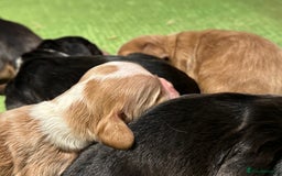 Cocker Spaniel dogs for sale: 6 Cocker Spaniel puppies for sale - Advert 10
