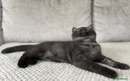 British Shorthair cats for sale: 🔥🖤 RARE BLACK SMOKED MALE BRITISH SHORTHAIR 🔥🖤 - Image 7