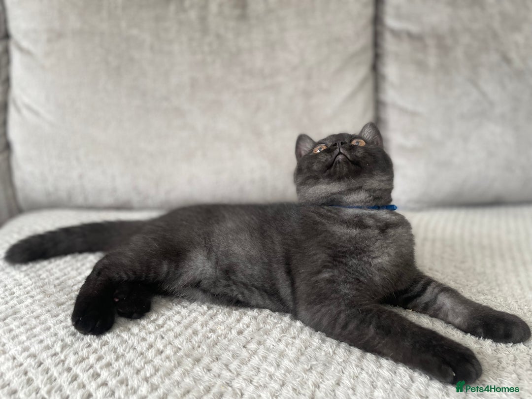 British Shorthair cats for sale: 🔥🖤 RARE BLACK SMOKED MALE BRITISH SHORTHAIR 🔥🖤 - Image 7
