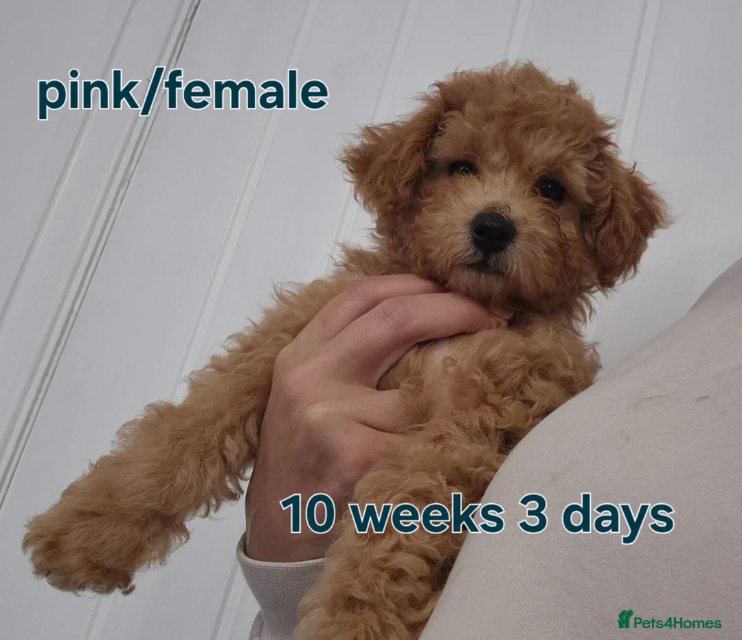 Poochon dogs for sale: Poochon - Advert 2