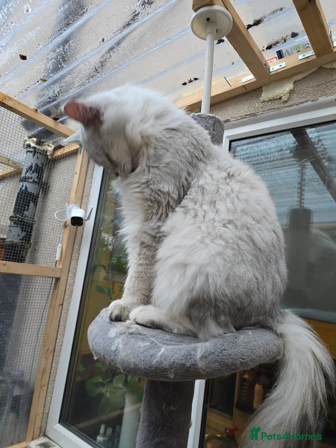 Maine Coon cats for stud: Black Shaded Maine Coon Large Imported in Hull - Advert 20