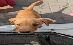 Labrador Retriever dogs for sale: Red Male Labrador Puppy - Image 2