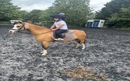 Welsh Section A horses for sale: Beautiful Dunn Welsh A pony - Image 3