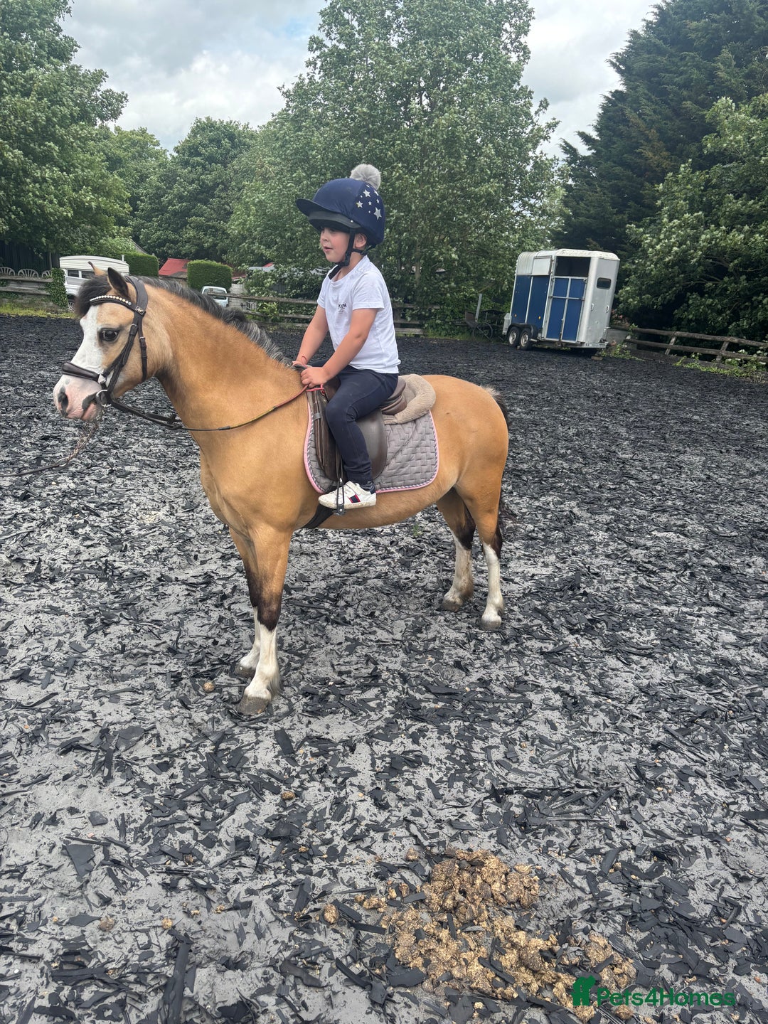 Welsh Section A horses for sale: Beautiful Dunn Welsh A pony - Image 3