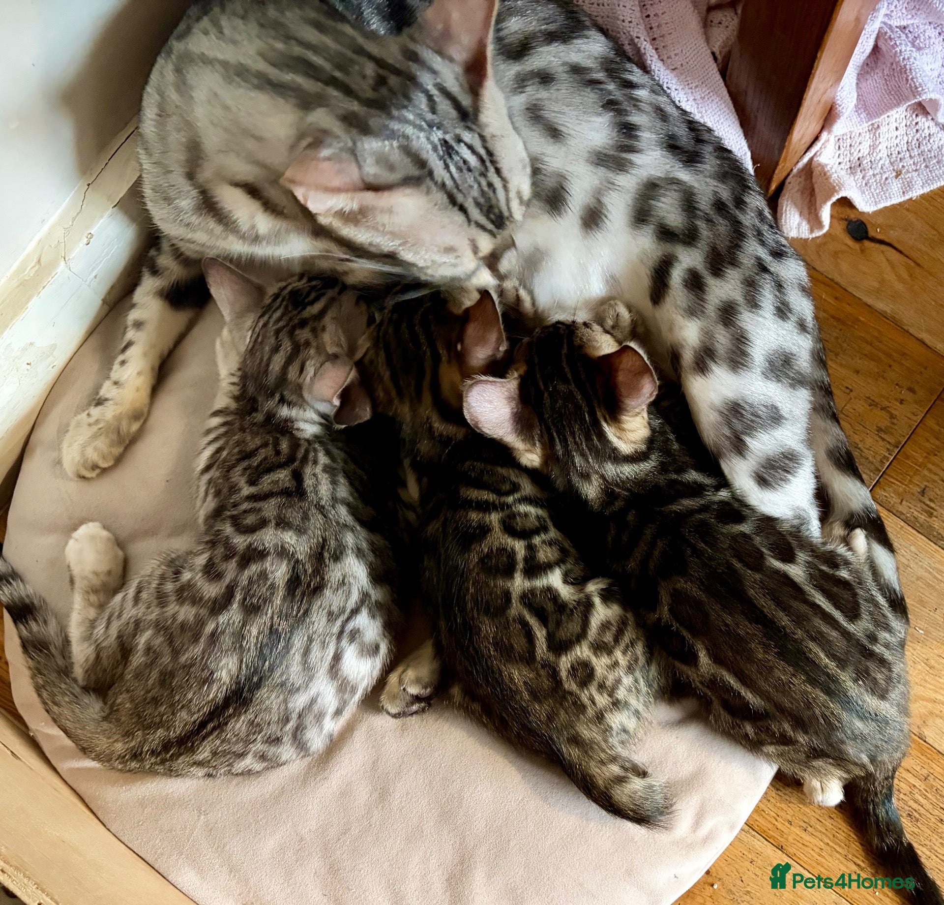 Bengal cats Last 3 Bengal kittens ready to leave now - Advert 2