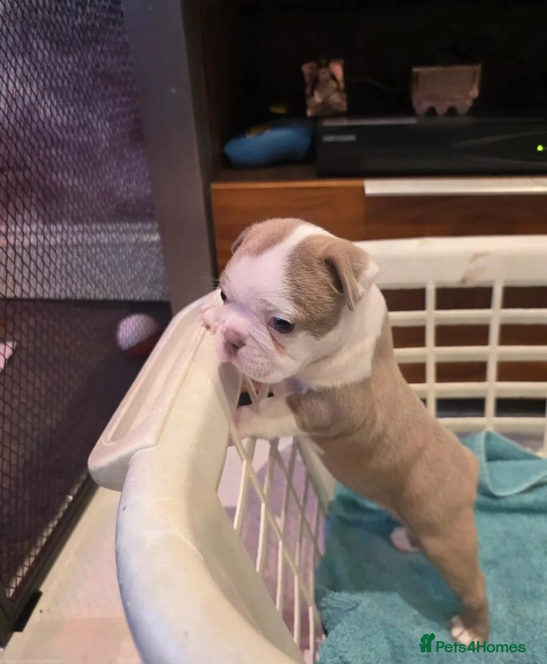 Boston Terrier dogs for sale: Stunning Colours & Gorgeous Little Personalities in Hartlepool - Advert 13