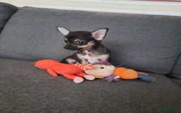 Chihuahua dogs for sale: Lovely chihuahua puppies! - Image 20