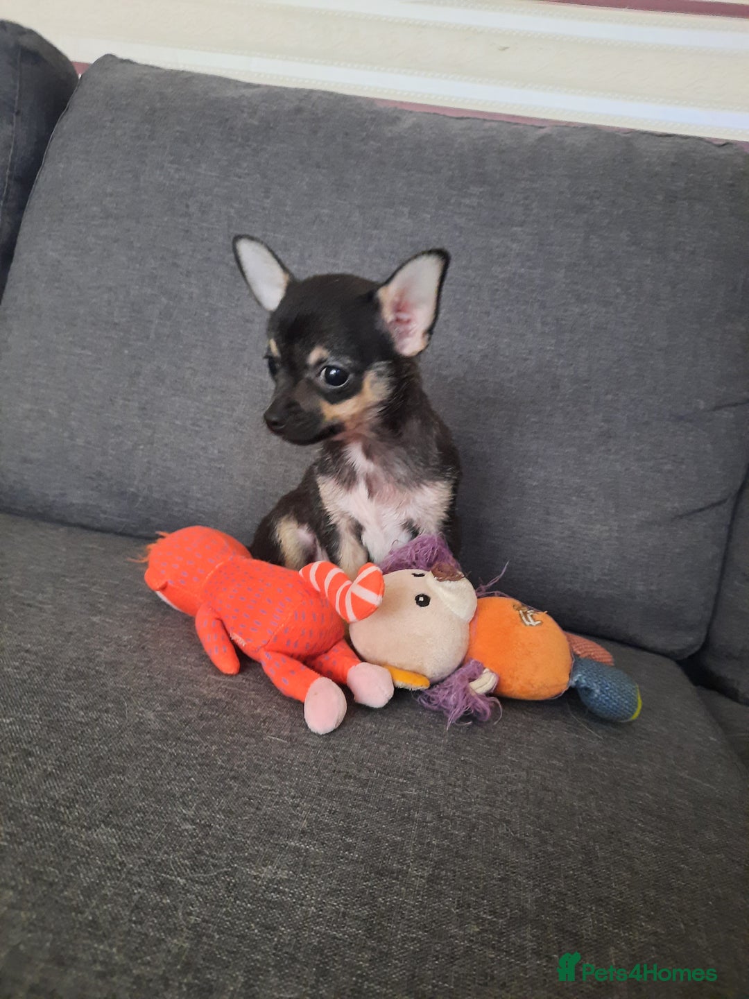 Chihuahua dogs for sale: Lovely chihuahua puppies! - Image 20