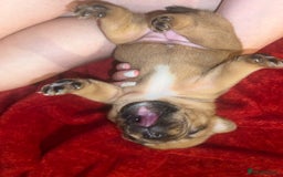 French Bulldog dogs for sale: Frenchie puppies looking for their forever home - Image 11
