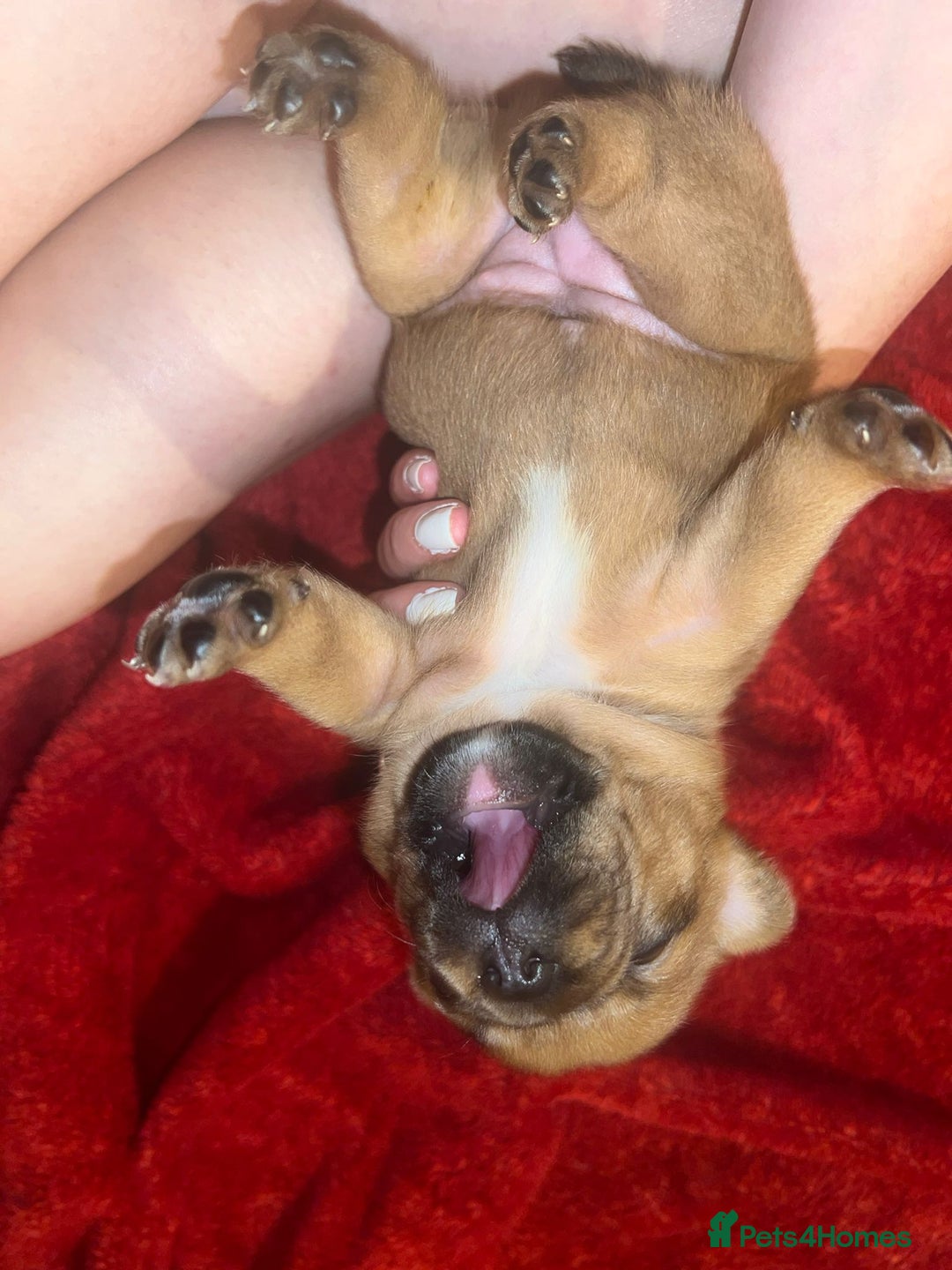 French Bulldog dogs for sale: Frenchie puppies looking for their forever home - Image 11