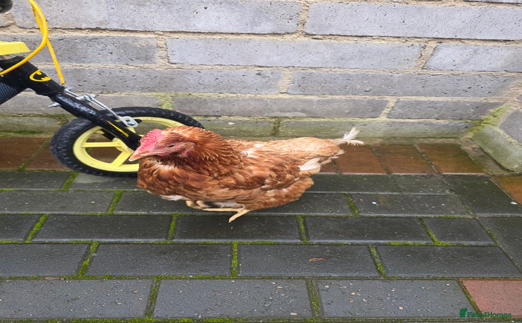 Chickens poultry - Advert 1