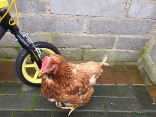 Chickens poultry - Advert 6