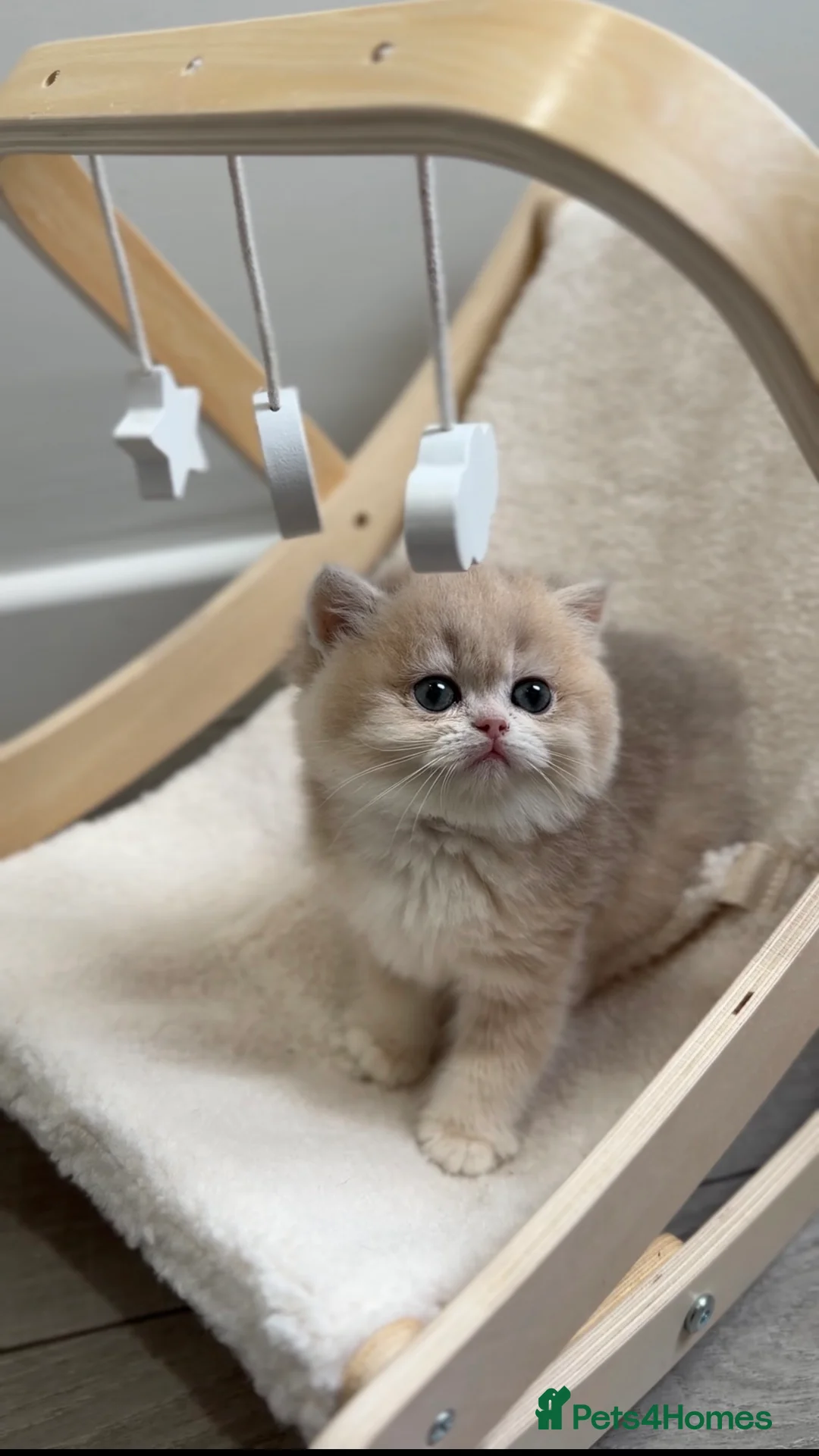 British Shorthair cats for sale: Golden Blue British Shorthair kittens - Advert 31