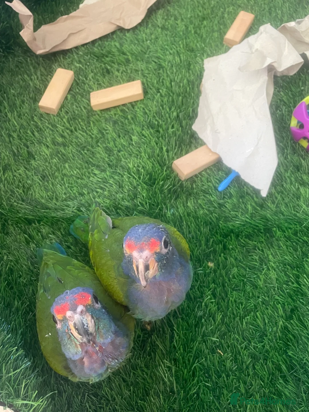 Parrots birds for sale: Hand reared baby Blue-headed Pionus - Advert 2