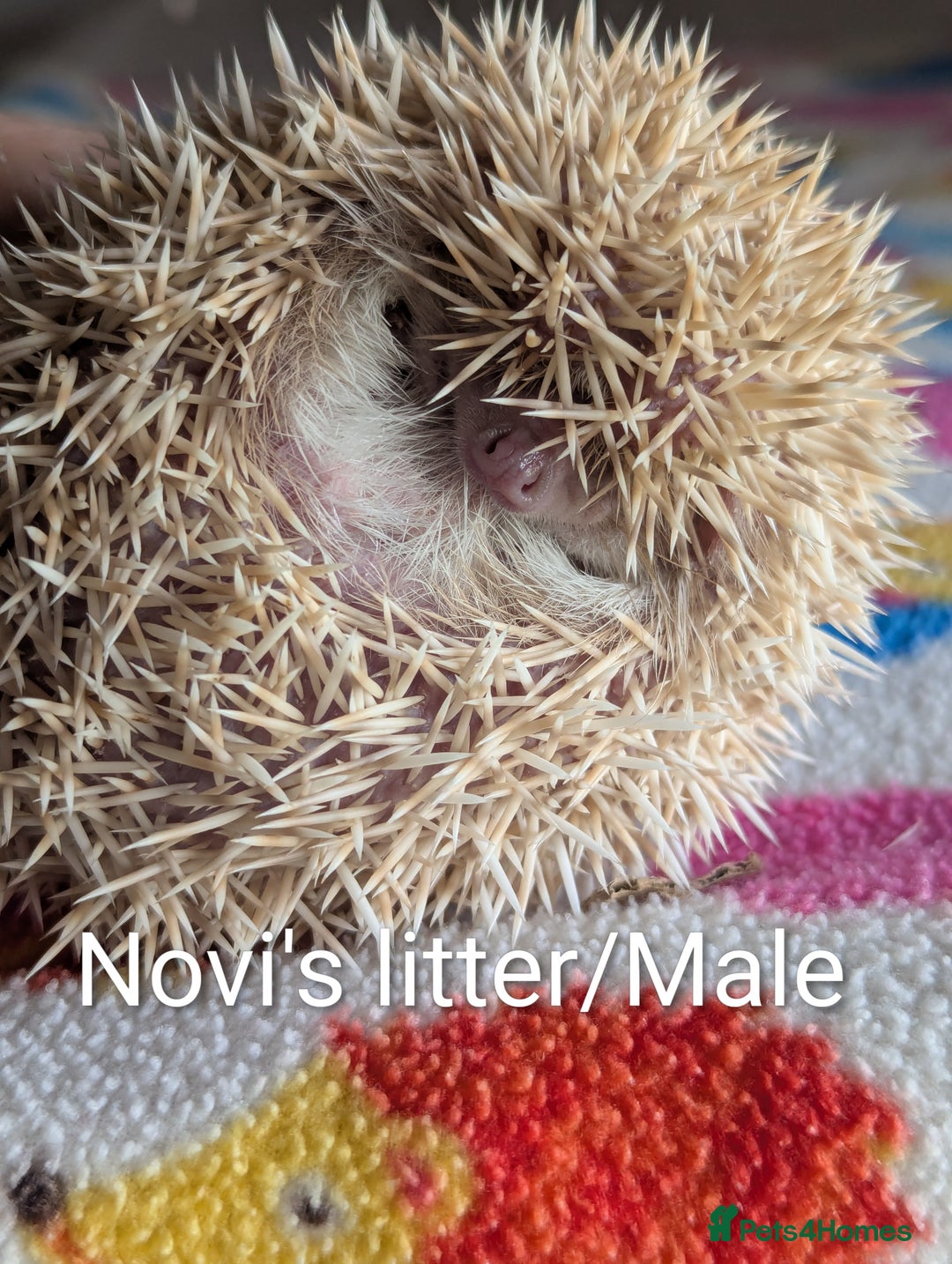 Pygmy Hedgehog rodents for sale: Beautiful Baby Hoglets/Ready Now - Advert 5
